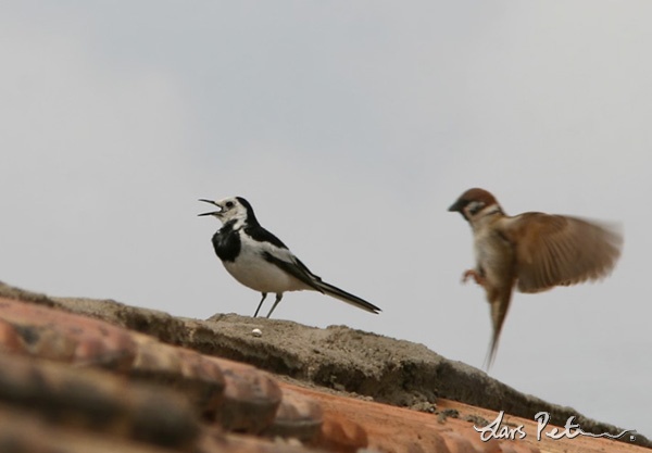 White-faced Wagtail